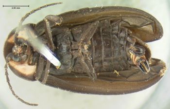 Media type: image;   Entomology 2773 Aspect: habitus ventral view